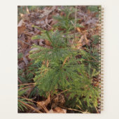 Pine Sapling Spiral Planner Planer (Rückseite)