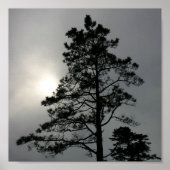 Pine Silhouette Cloudy Sun Fotografy Poster (Vorne)