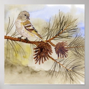 Pine Siskin Canvas Print Poster