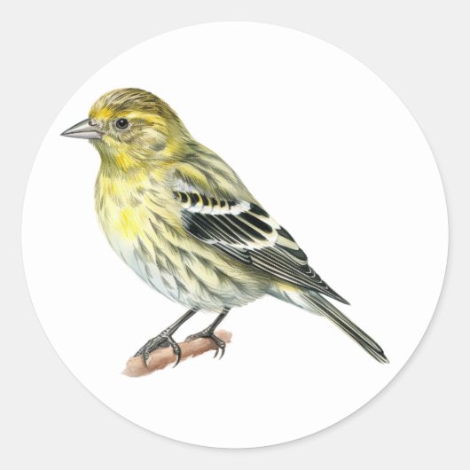Pine Siskin Songbird Stickers (Vorderseite)