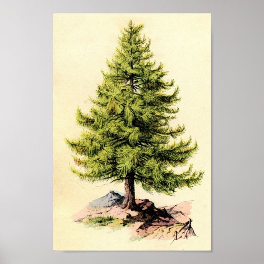 Pine Tree Antique Botanical Print Poster (Vorne)