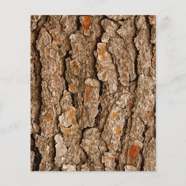 Pine Tree Bark Texture (Vorderseite)