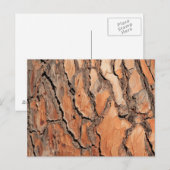 Pine Tree Bark Texture Postkarte (Vorne/Hinten)
