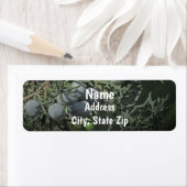 Pine Tree Berries Nature Foto Rustikale Anschrift (Insitu)