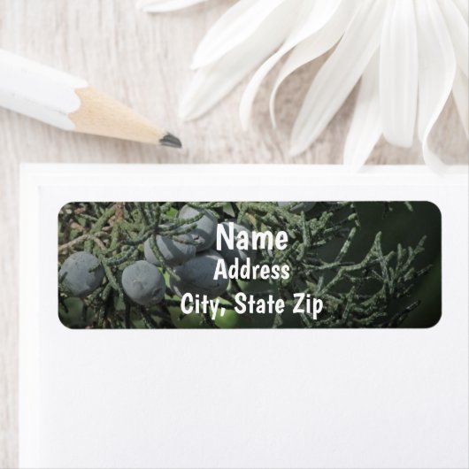 Pine Tree Berries Nature Foto Rustikale Anschrift (Insitu)