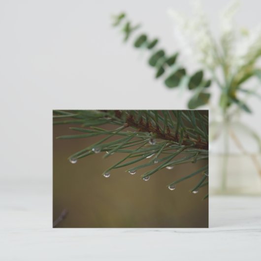 Pine Tree Drops Postkarte (Stehend Vorderseite)