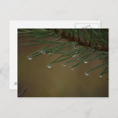 Pine Tree Drops Postkarte (Vorne/Hinten)