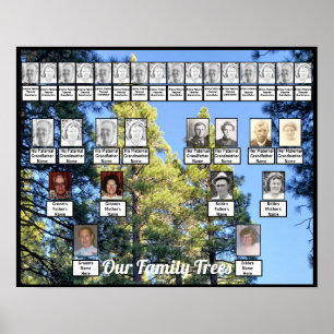 Pine Tree Forest Foto Two Family Trees Poster