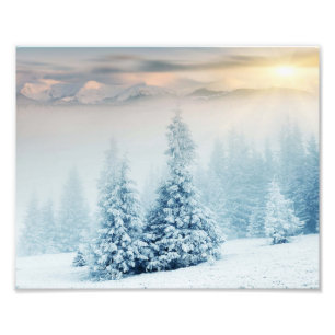 Pine Tree im frischen Schnee Fotodruck