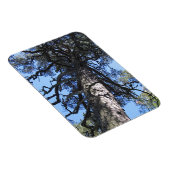 Pine Tree in Blue Sky, Palanga, LITAUEN - Magnet (Rechte Seite)