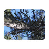 Pine Tree in Blue Sky, Palanga, LITAUEN - Magnet (Horizontal)