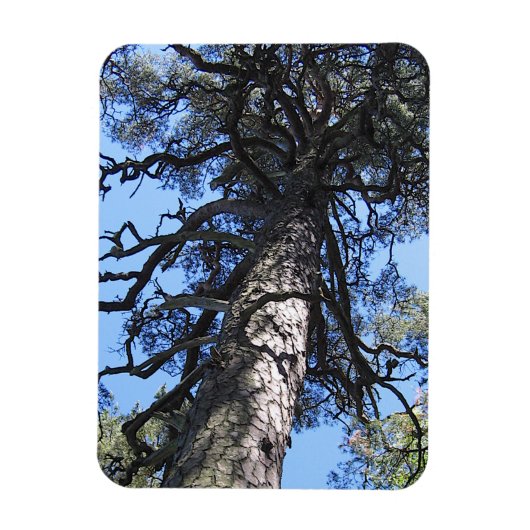 Pine Tree in Blue Sky, Palanga, LITAUEN - Magnet (Vertikal)