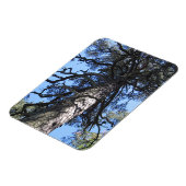 Pine Tree in Blue Sky, Palanga, LITAUEN - Magnet (Linke Seite)