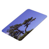 Pine Tree Magnet (Linke Seite)