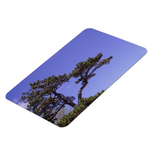 Pine Tree Magnet (Linke Seite)