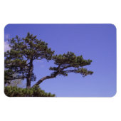 Pine Tree Magnet (Horizontal)