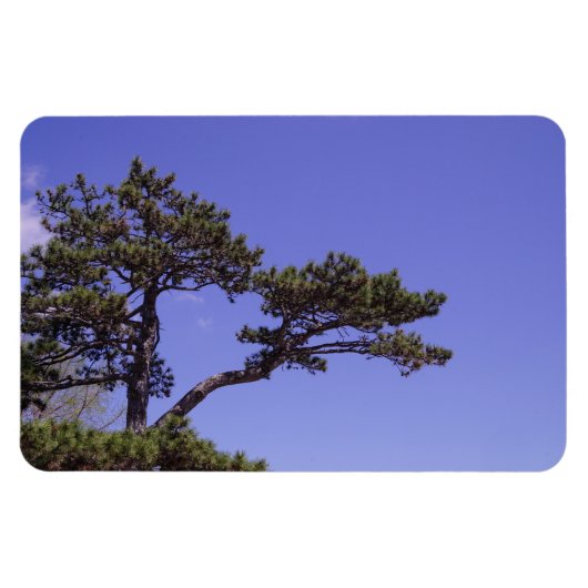 Pine Tree Magnet (Horizontal)