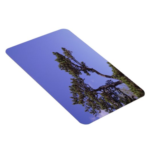 Pine Tree Magnet (Rechte Seite)