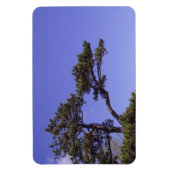 Pine Tree Magnet (Vertikal)