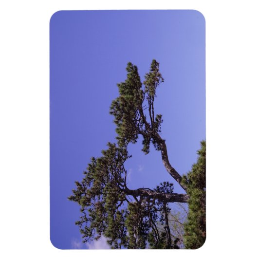 Pine Tree Magnet (Vertikal)