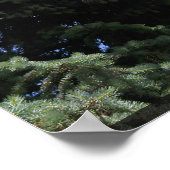 Pine Tree mit Lens Fare Poster (Ecke)