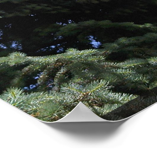 Pine Tree mit Lens Fare Poster (Ecke)