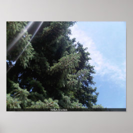 Pine Tree mit Lens Fare Poster