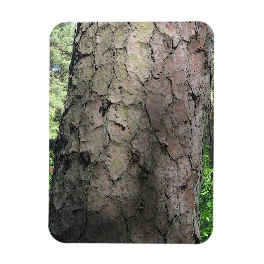 Pine Tree, Palanga Botanical Garden, LITAUEN - Magnet (Vertikal)
