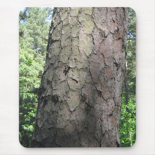 Pine Tree, Palanga Botanical Garden, LITAUEN - Mousepad (Vorne)