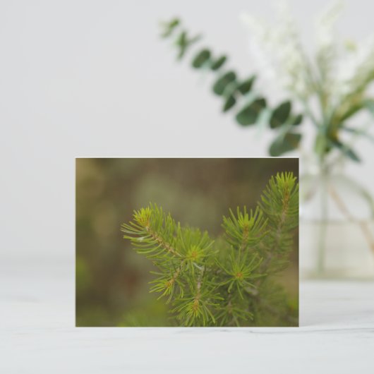 Pine Tree Postcard Postkarte (Stehend Vorderseite)