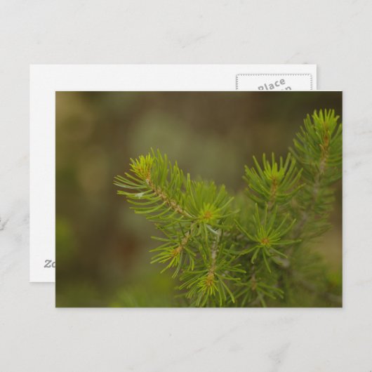 Pine Tree Postcard Postkarte (Vorne/Hinten)