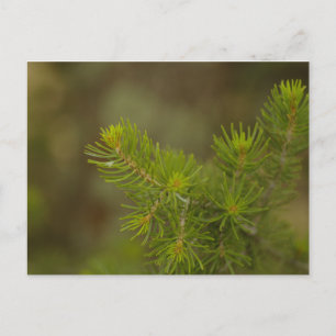 Pine Tree Postcard Postkarte