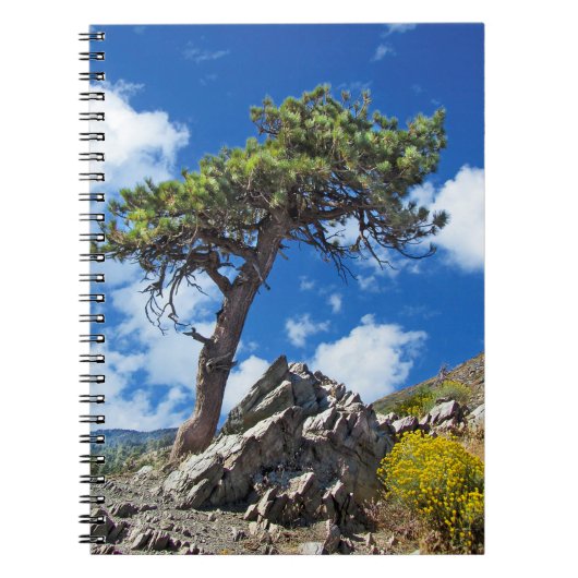 Pine Tree Spiral Notebook Notizblock (Vorderseite)