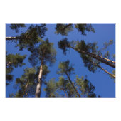 Pine Trees CC0278 Foto Print (27 Zoll, 68 cm) (Vorne)