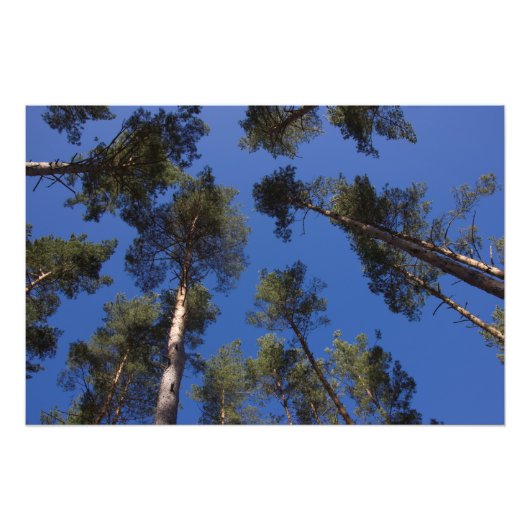 Pine Trees CC0278 Foto Print (27 Zoll, 68 cm) (Vorne)