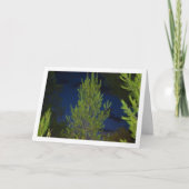 Pine Trees in der Nacht Karte (Vorderseite)