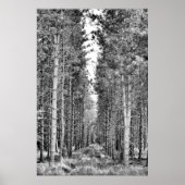 Pine Trees Poster (Vorne)