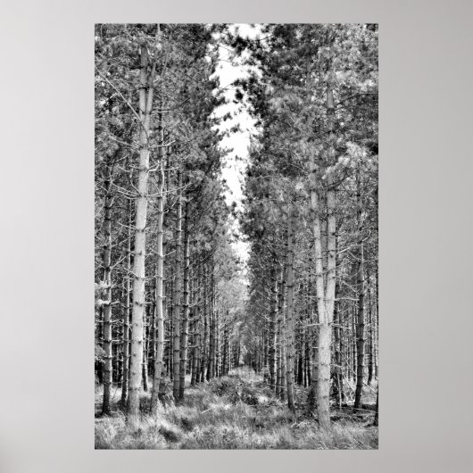 Pine Trees Poster (Vorne)