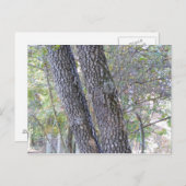 Pine Trees Postkarte (Vorne/Hinten)