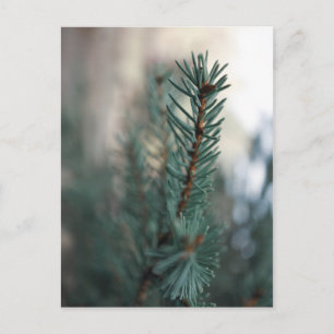 Pine Trees Postkarte