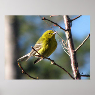 Pine Warbler in Cherry Poster