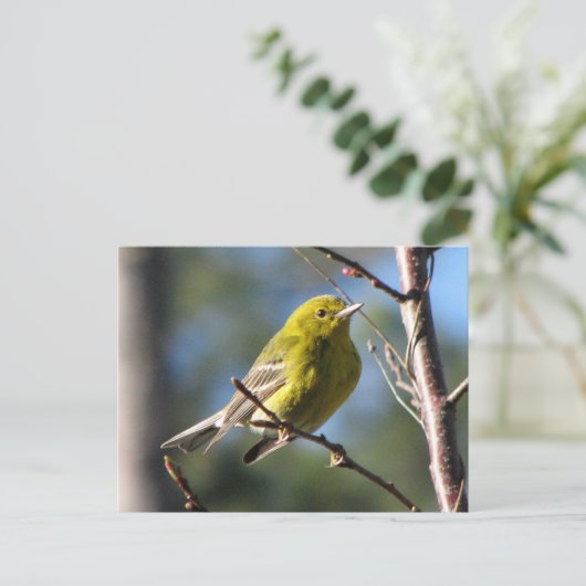 Pine Warbler in Cherry Postkarte (Stehend Vorderseite)