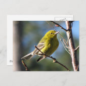 Pine Warbler in Cherry Postkarte (Vorne/Hinten)