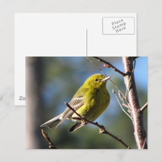 Pine Warbler in Cherry Postkarte (Vorne/Hinten)