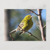 Pine Warbler in Cherry Postkarte (Vorderseite)