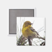 Pine Warbler Magnet (Vorderseite/Rückseite)