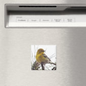Pine Warbler Magnet (In Situ (Geschirrspüler))