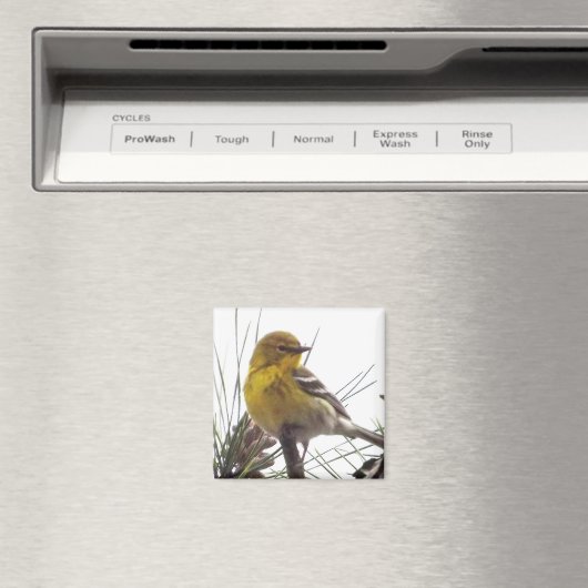 Pine Warbler Magnet (In Situ (Geschirrspüler))