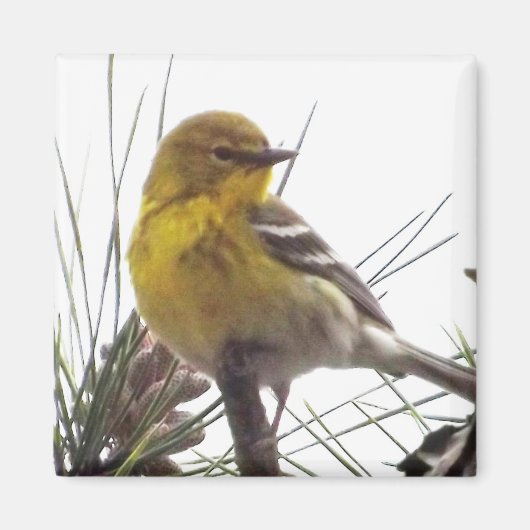 Pine Warbler Magnet (Vorne)