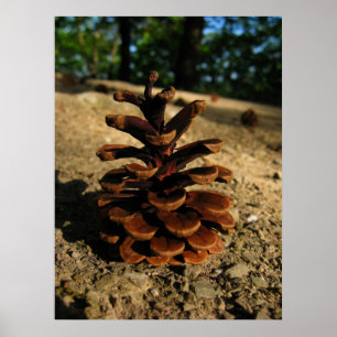Pinecon Poster